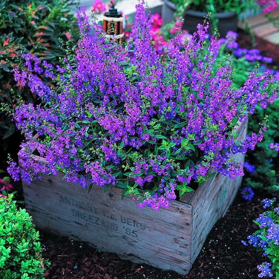 ไอเดียการแต่งสวนด้วย"ดอกไม้สีม่วง" สวยเริ่ดเชียว! - ไอเดียแต่งสวน - จัดสวนสวย - ดอกไม้สีม่วง - จัดแต่งสวน - สวนดอกไม้สีม่วง