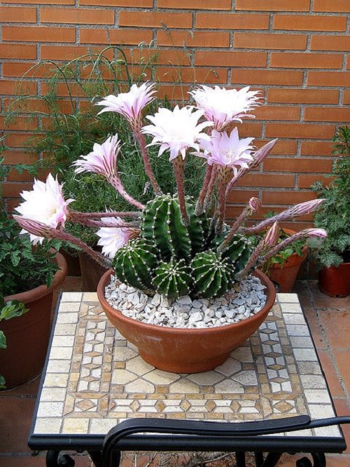 Beautiful Cactus - ตกแต่งบ้าน - บ้านสวย - สวนสวย - ตกแต่ง - ตะบองเพชร