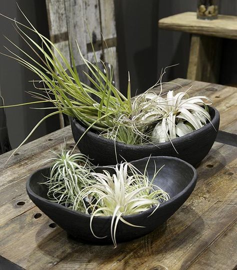 The IT Plant, Air Plant - Outdoor