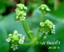 สร้างความสดชื่น ด้วยการปลูกไม้น้ำ "แว่นแก้ว" สวยเพลินตา!! - สวนสวย - พรรณไม้น้ำ - ปลูกไม้น้ำ - ปลูกแว่นแก้ว - คล้ายบัวบก - แว่นแก้ว - ไม้น้ำ
