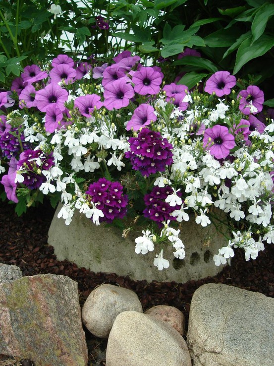 ไอเดียการแต่งสวนด้วย"ดอกไม้สีม่วง" สวยเริ่ดเชียว! - ไอเดียแต่งสวน - จัดสวนสวย - ดอกไม้สีม่วง - จัดแต่งสวน - สวนดอกไม้สีม่วง