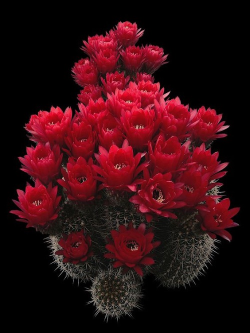 Beautiful Cactus - ตกแต่งบ้าน - บ้านสวย - สวนสวย - ตกแต่ง - ตะบองเพชร