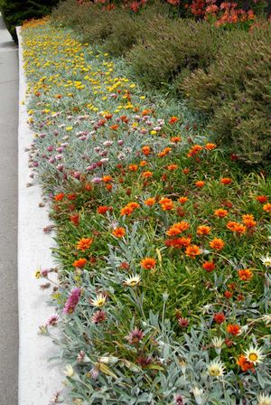 The Dry Garden: 'Reimagining the California Lawn'