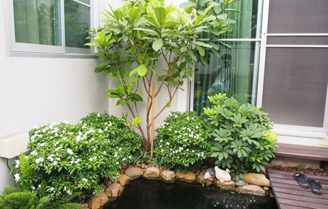 สูดอากาศบริสุทธิ์  กับสวนสวยๆ รอบบ้านคุณ สดชื่นได้ทุกวัน - จัดสวนรอบบ้าน - สวนสวย - แต่งสวย - ปลูกต้นไม้ - จัดแต่งสวน - สวนข้างบ้าน - สวนหย่อม