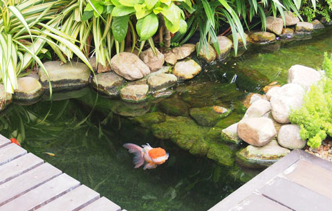 สูดอากาศบริสุทธิ์  กับสวนสวยๆ รอบบ้านคุณ สดชื่นได้ทุกวัน - จัดสวนรอบบ้าน - สวนสวย - แต่งสวย - ปลูกต้นไม้ - จัดแต่งสวน - สวนข้างบ้าน - สวนหย่อม