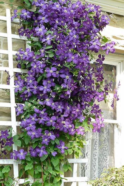 ไอเดียการแต่งสวนด้วย"ดอกไม้สีม่วง" สวยเริ่ดเชียว! - ไอเดียแต่งสวน - จัดสวนสวย - ดอกไม้สีม่วง - จัดแต่งสวน - สวนดอกไม้สีม่วง