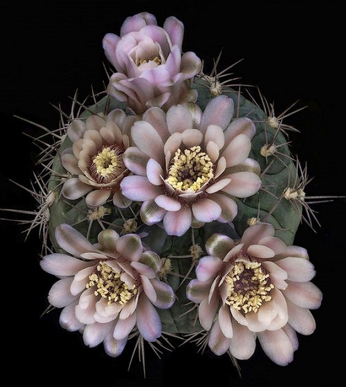 Beautiful Cactus - ตกแต่งบ้าน - บ้านสวย - สวนสวย - ตกแต่ง - ตะบองเพชร