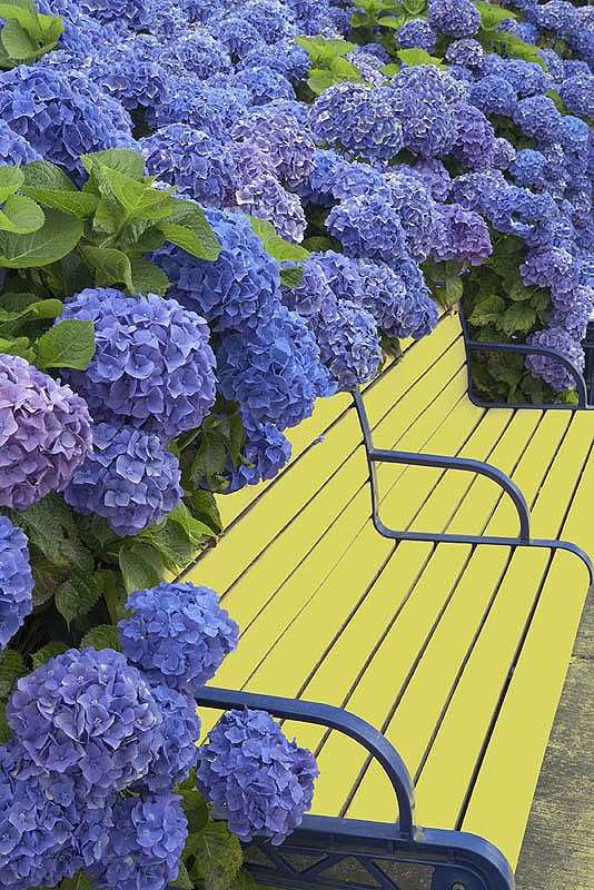 ไอเดียการแต่งสวนด้วย"ดอกไม้สีม่วง" สวยเริ่ดเชียว! - ไอเดียแต่งสวน - จัดสวนสวย - ดอกไม้สีม่วง - จัดแต่งสวน - สวนดอกไม้สีม่วง