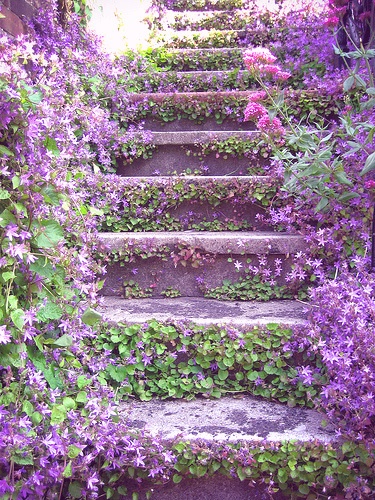ไอเดียการแต่งสวนด้วย"ดอกไม้สีม่วง" สวยเริ่ดเชียว! - ไอเดียแต่งสวน - จัดสวนสวย - ดอกไม้สีม่วง - จัดแต่งสวน - สวนดอกไม้สีม่วง
