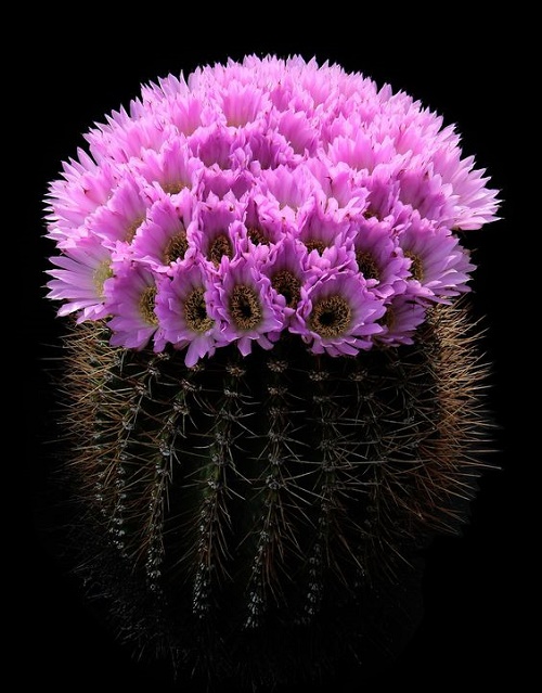 Beautiful Cactus - ตกแต่งบ้าน - บ้านสวย - สวนสวย - ตกแต่ง - ตะบองเพชร