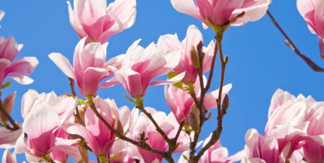 Zasadite magnoliju – lepa, ukrasna i lekovita