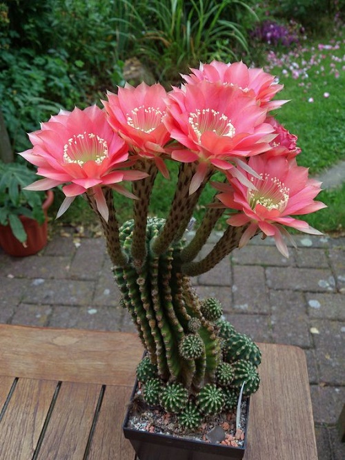 Beautiful Cactus - ตกแต่งบ้าน - บ้านสวย - สวนสวย - ตกแต่ง - ตะบองเพชร