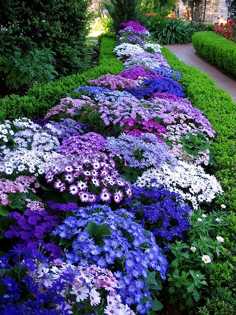 ไอเดียการแต่งสวนด้วย"ดอกไม้สีม่วง" สวยเริ่ดเชียว! - ไอเดียแต่งสวน - จัดสวนสวย - ดอกไม้สีม่วง - จัดแต่งสวน - สวนดอกไม้สีม่วง