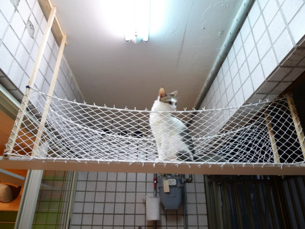 Catswall - Super Cute Modular Cat Climbing Wall For Pets
