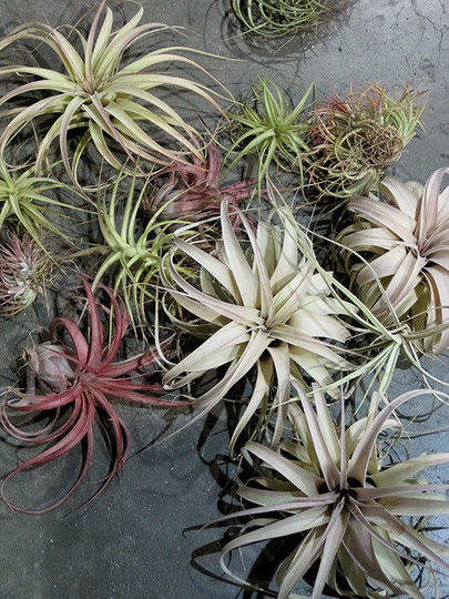 The IT Plant, Air Plant - Outdoor