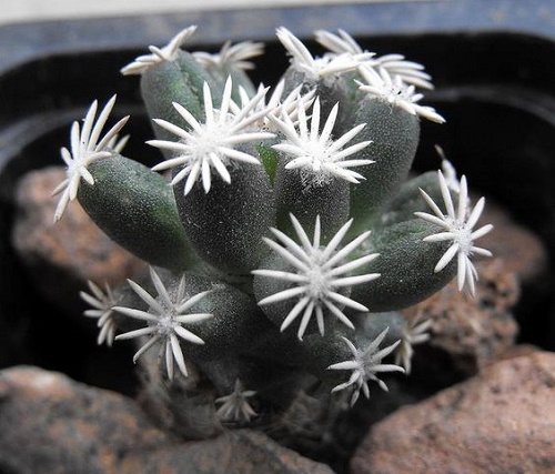 Beautiful Cactus - ตกแต่งบ้าน - บ้านสวย - สวนสวย - ตกแต่ง - ตะบองเพชร