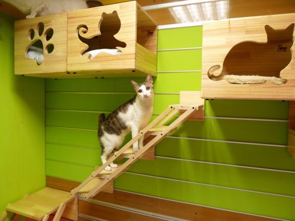 Catswall - Super Cute Modular Climbing Wall For Cats