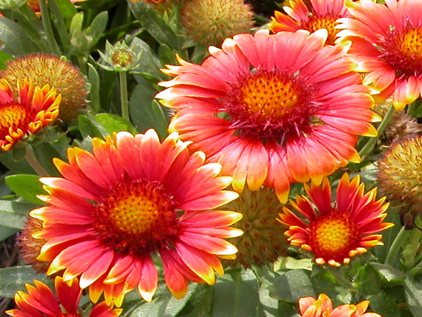 Perennials That Love the Sun - Flower