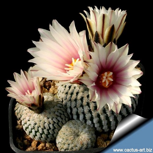 Beautiful Cactus - ตกแต่งบ้าน - บ้านสวย - สวนสวย - ตกแต่ง - ตะบองเพชร