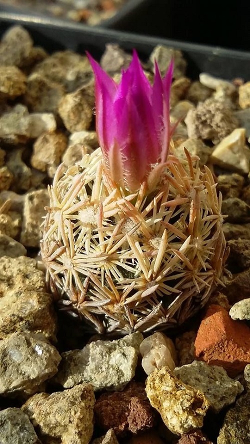 Beautiful Cactus - ตกแต่งบ้าน - บ้านสวย - สวนสวย - ตกแต่ง - ตะบองเพชร