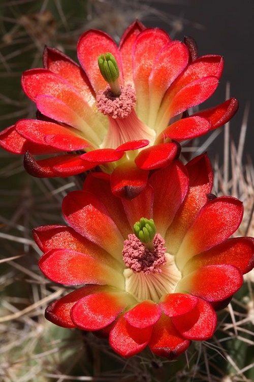 Beautiful Cactus - ตกแต่งบ้าน - บ้านสวย - สวนสวย - ตกแต่ง - ตะบองเพชร