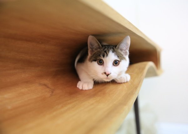 CATable: sự kết hợp tuyệt vời giữa bàn làm việc và chỗ nghỉ ngơi cho mèo