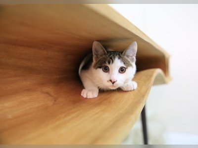 CATable: sự kết hợp tuyệt vời giữa bàn làm việc và chỗ nghỉ ngơi cho mèo