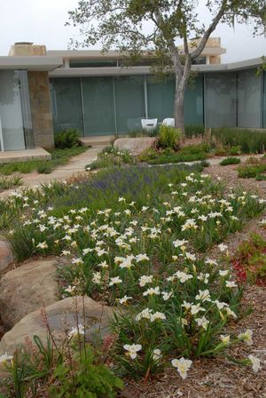 The Dry Garden: 'Reimagining the California Lawn'