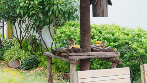 สูดอากาศบริสุทธิ์  กับสวนสวยๆ รอบบ้านคุณ สดชื่นได้ทุกวัน - จัดสวนรอบบ้าน - สวนสวย - แต่งสวย - ปลูกต้นไม้ - จัดแต่งสวน - สวนข้างบ้าน - สวนหย่อม