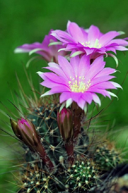 Beautiful Cactus - ตกแต่งบ้าน - บ้านสวย - สวนสวย - ตกแต่ง - ตะบองเพชร