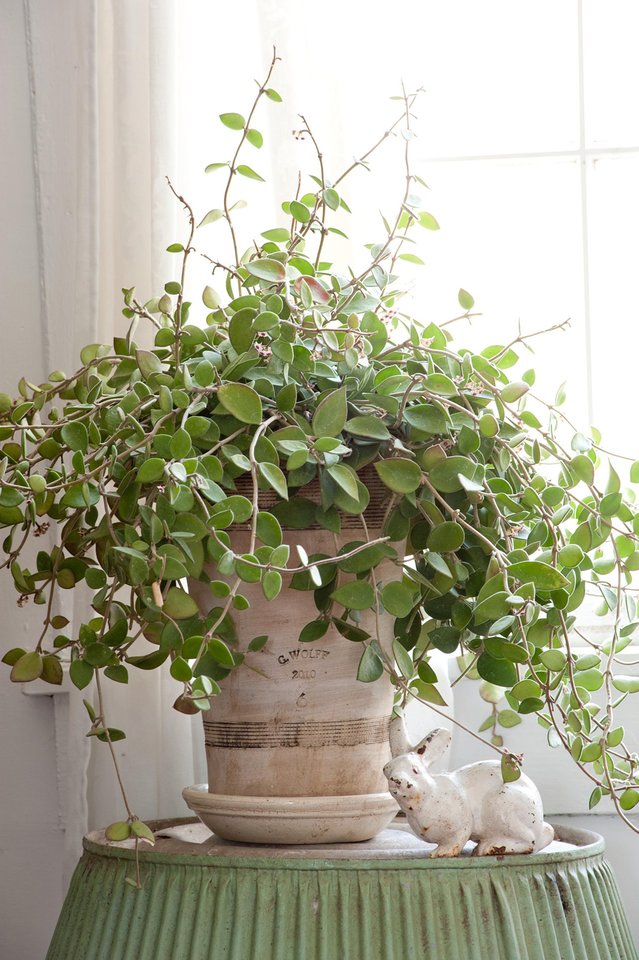 15 of Our Favorite Low-Light Houseplants - Decor Report