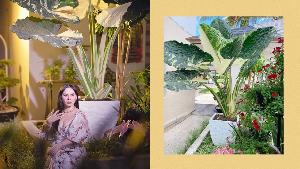Jinkee Pacquiao Goes Viral for Expensive Plant That Costs Approximately P20,000