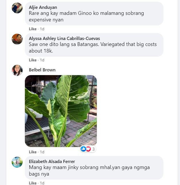 Jinkee Pacquiao Goes Viral for Expensive Plant That Costs