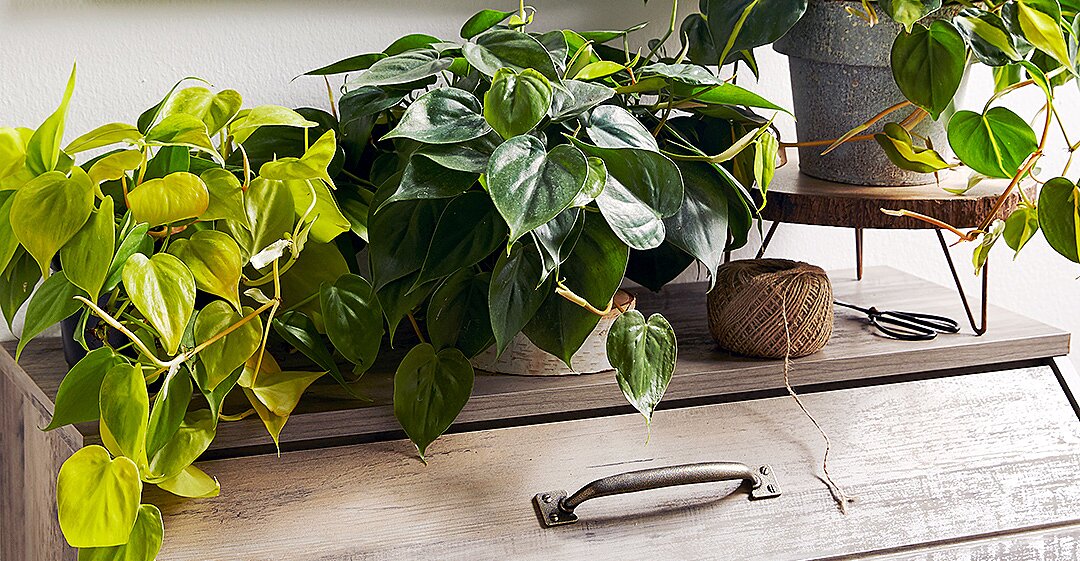 15 of Our Favorite Low-Light Houseplants