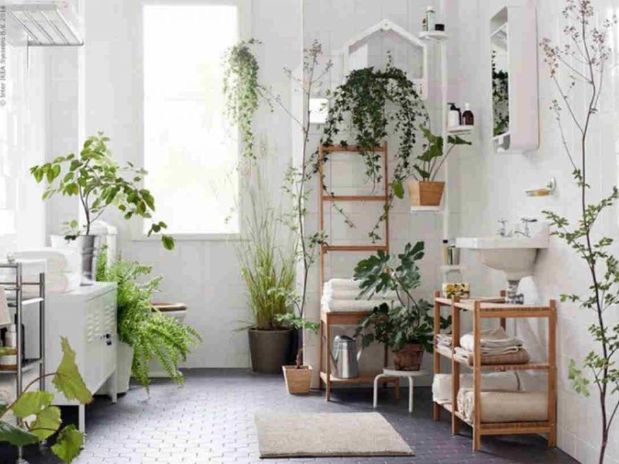 Top Plants That Thrive In Your Bathroom