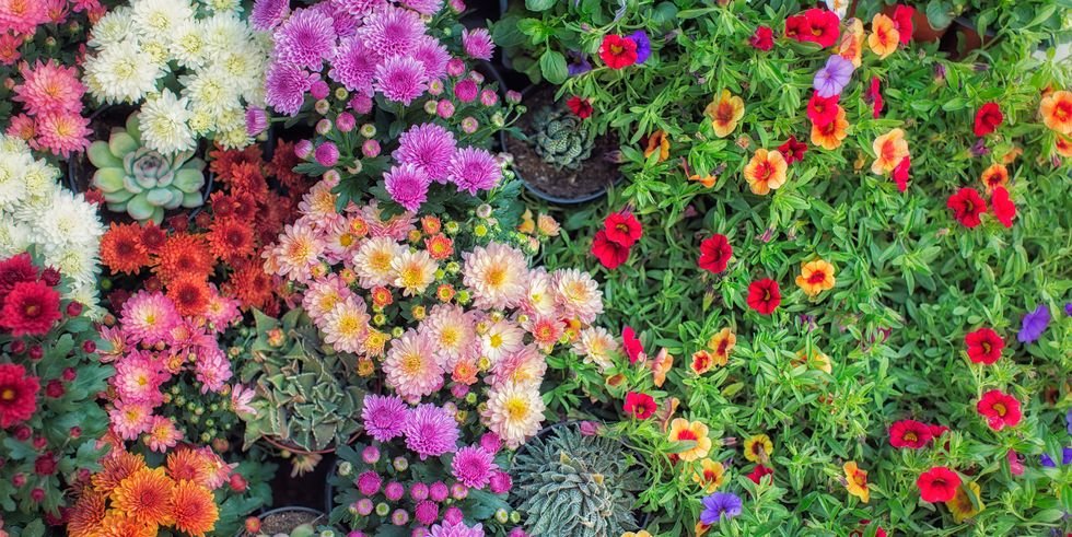The Only Flowers You Need for a Standout Fall Garden