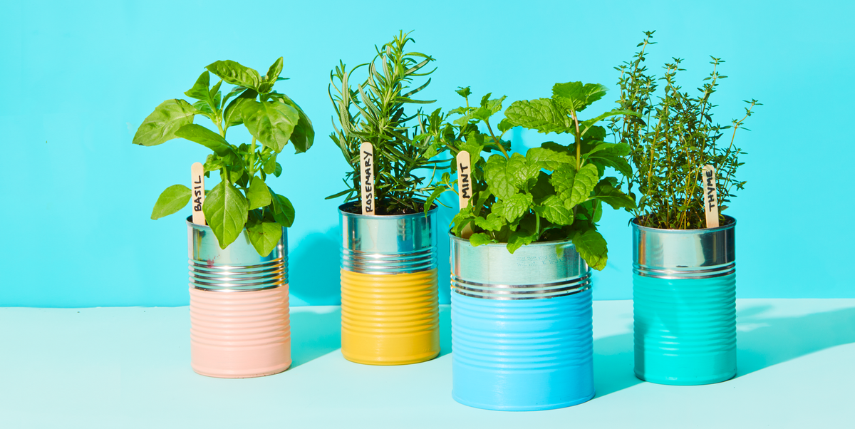 Spice Up Your Dinner With These Herbs You Can Grow Indoors Year-Round