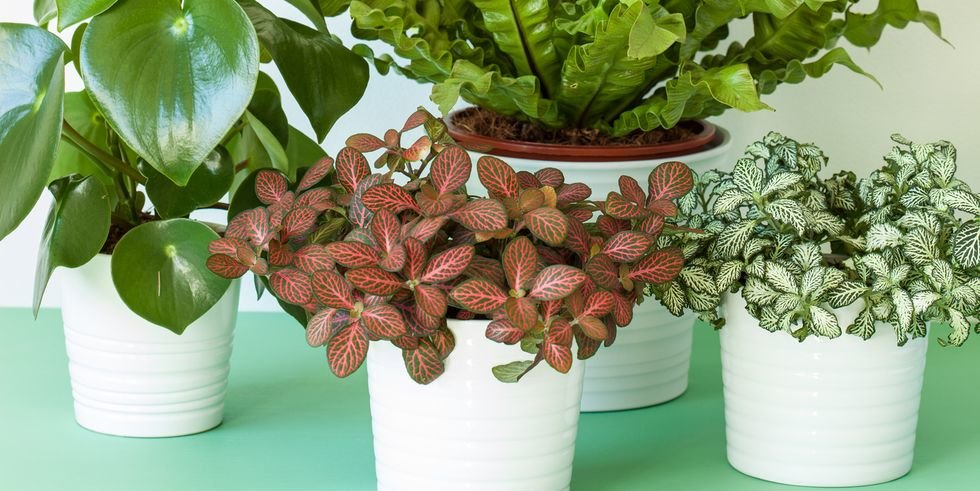 Attention, Wannabe Gardeners: These Indoor Plants That Are Almost Impossible to Kill