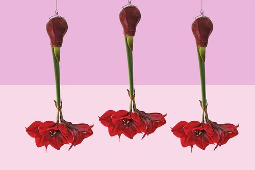 Add Some Floral Fun to the Holidays with Upside-Down Waxed Amaryllis Bulbs
