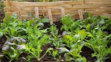 Modern vegetable garden ideas: what to grow and when