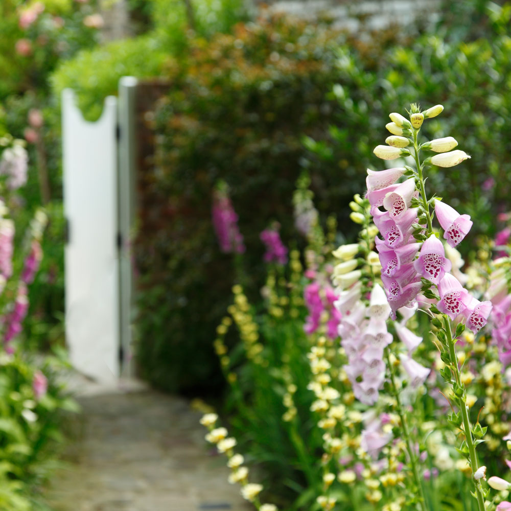 Cottage garden ideas create a charming country-style garden in any setting
