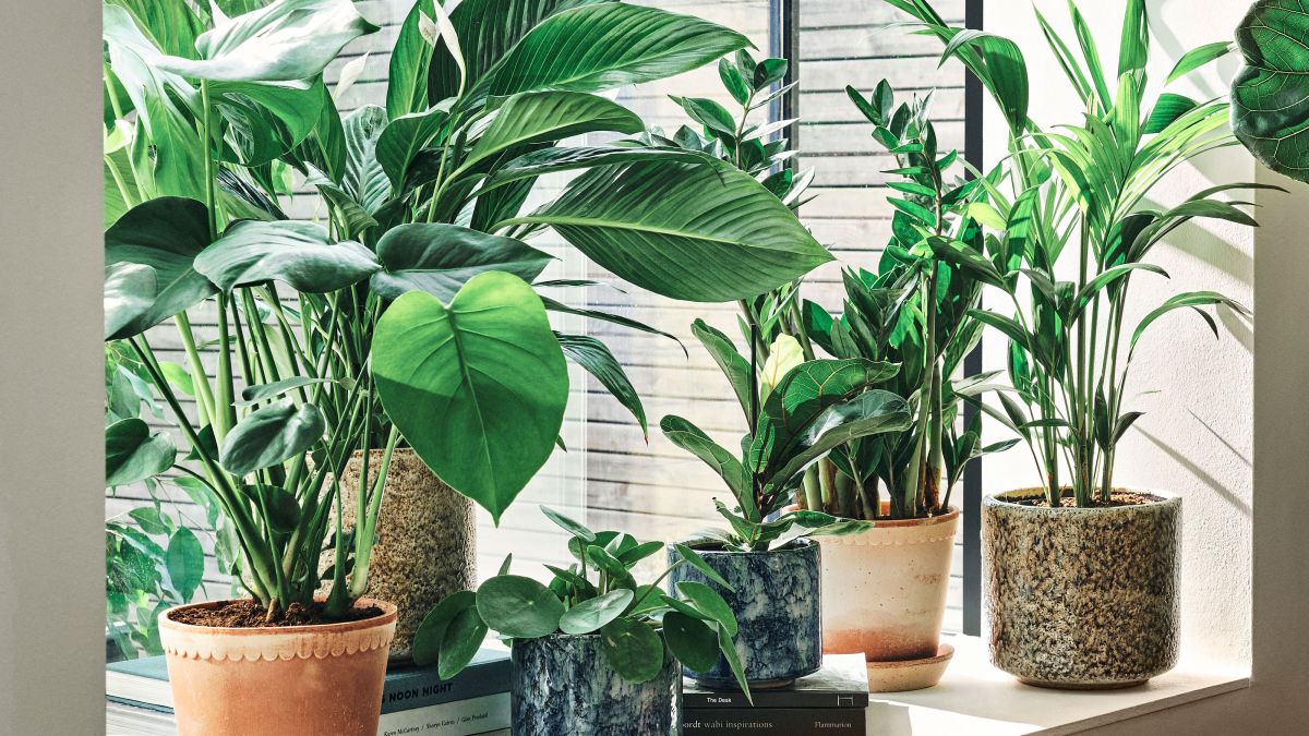 Bring the ‘House’ vibe to your home with the Soho Home X Leaf Envy new house plant collection