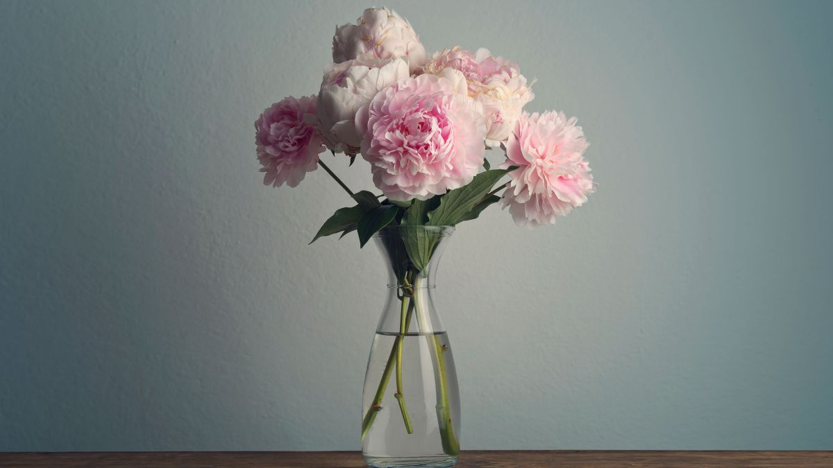 Peonies are back in season – florists reveal their secrets for styling the popular bloom