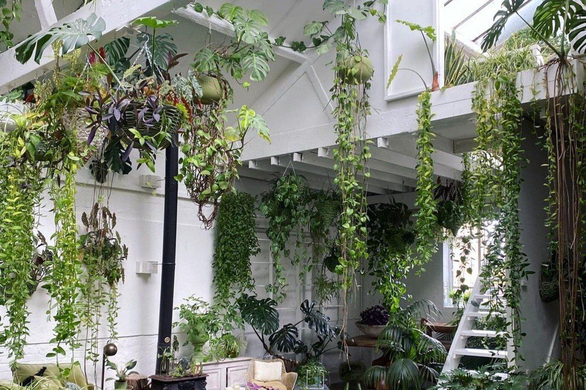 10 of the best indoor hanging plants to help transform your home